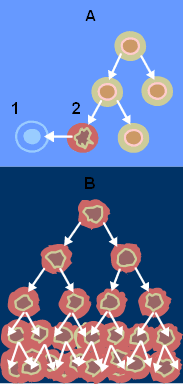 mutācijas