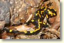 salamandra