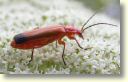 vabole karotāja - soldier beetle